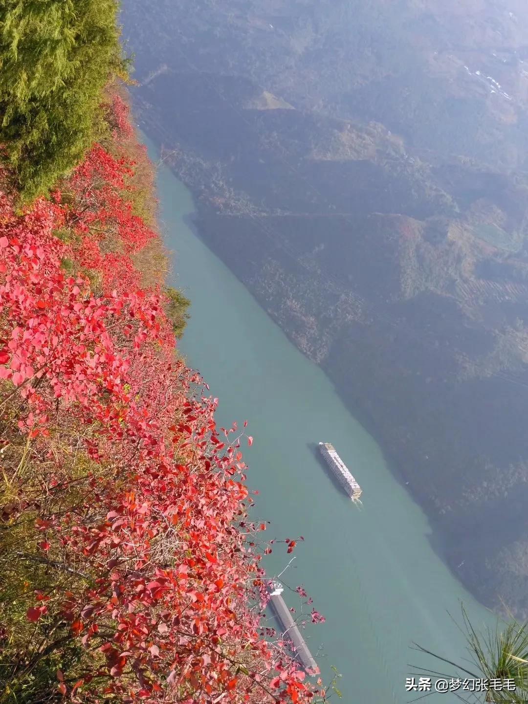 巫山观红叶全部视频,巫山红叶观景点