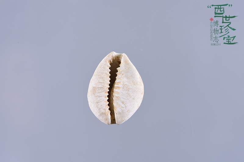 没有电子支付，古人怎么买买买？｜“西”世珍宝·博物志②