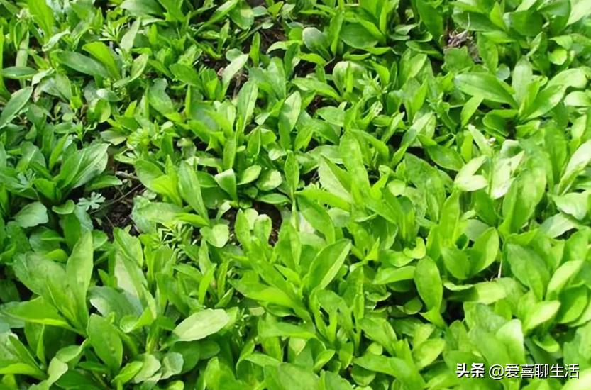 春天必吃这10种春菜,立春春菜