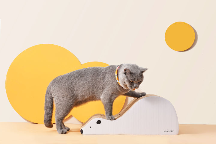 养猫新手注意事项,猫怎么养新手养猫需注意4大问题