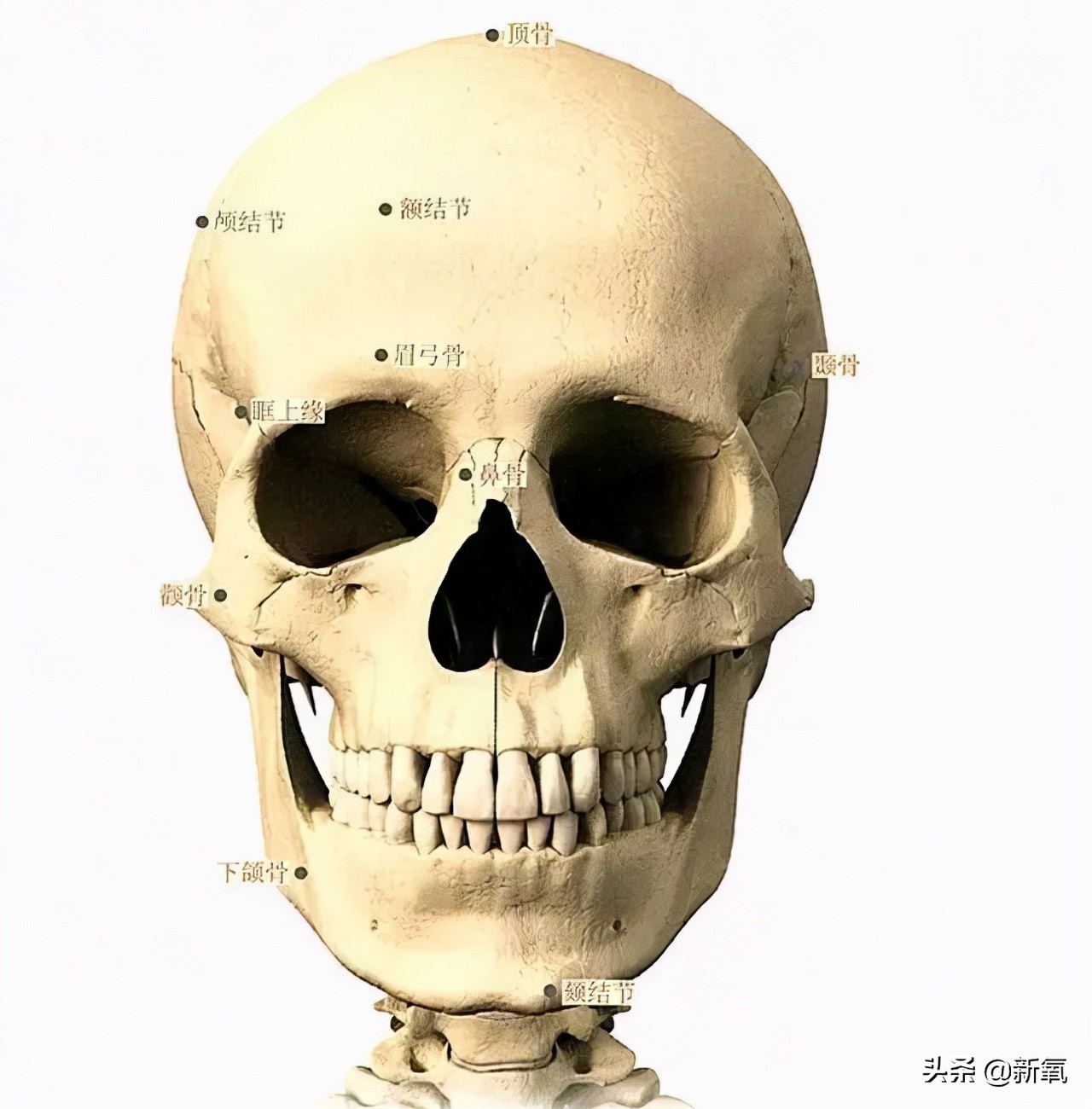 韩素希下颌拐点高,高颧骨韩素希