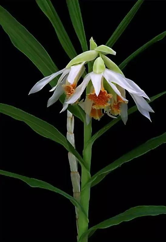 矮种兰花图片欣赏,写意兰花作品欣赏