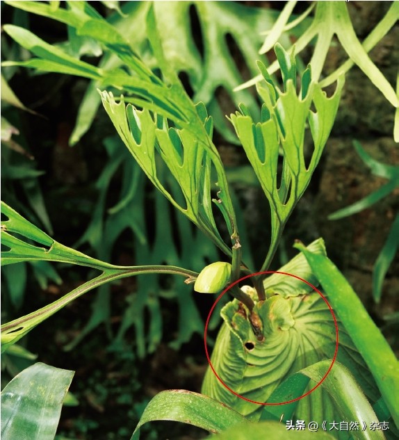 林深时见“鹿”，解谜鹿角蕨