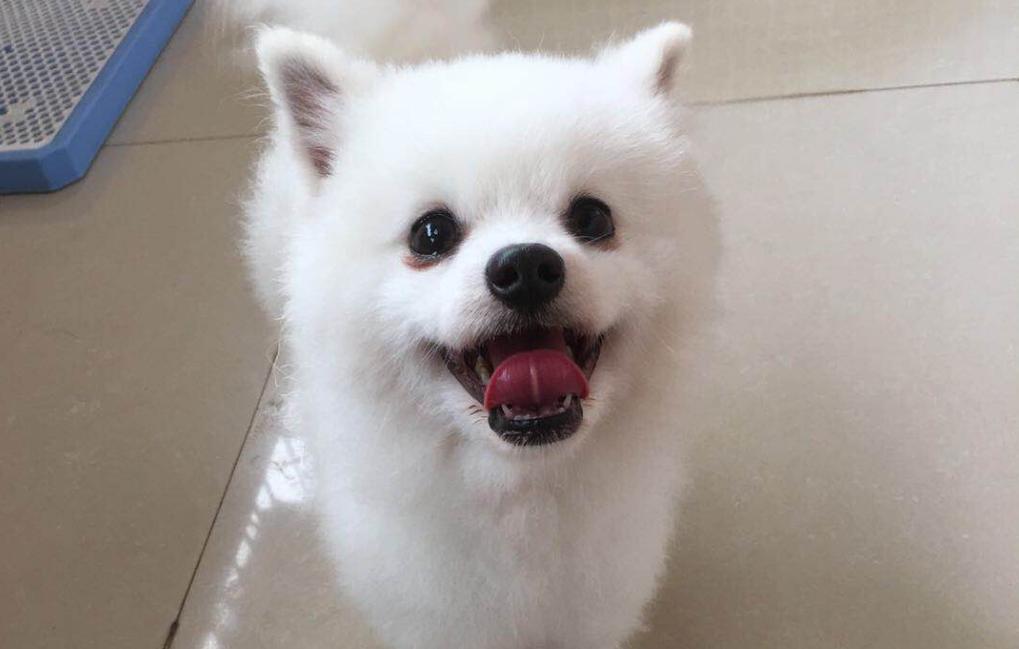 博美犬配种最佳搭配时间,博美配种技术操作