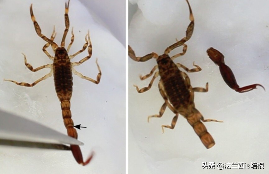 广州海关截获11箱588只蛇蛙蜥蜴,广州海关截获蟑螂200只