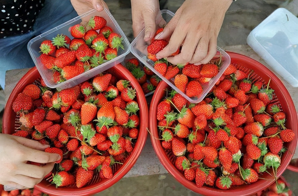 吃草莓会导致出血吗,吃草莓会得炎症吗
