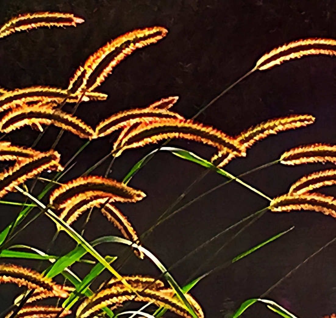 狗尾巴草哪部分可煮水喝,狗尾巴草煮水喝的功效及传说