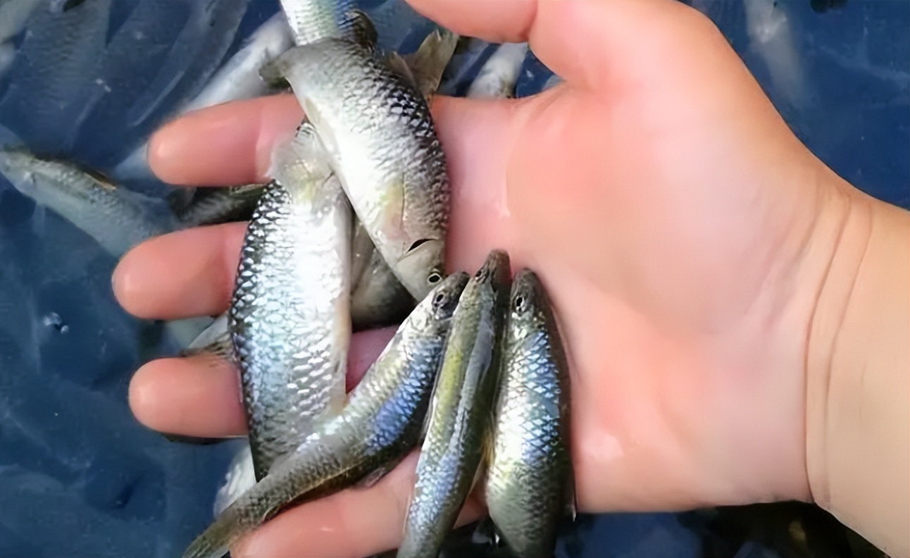 麦穗鱼养殖方法与养殖技巧,麦穗鱼如何规模化繁殖