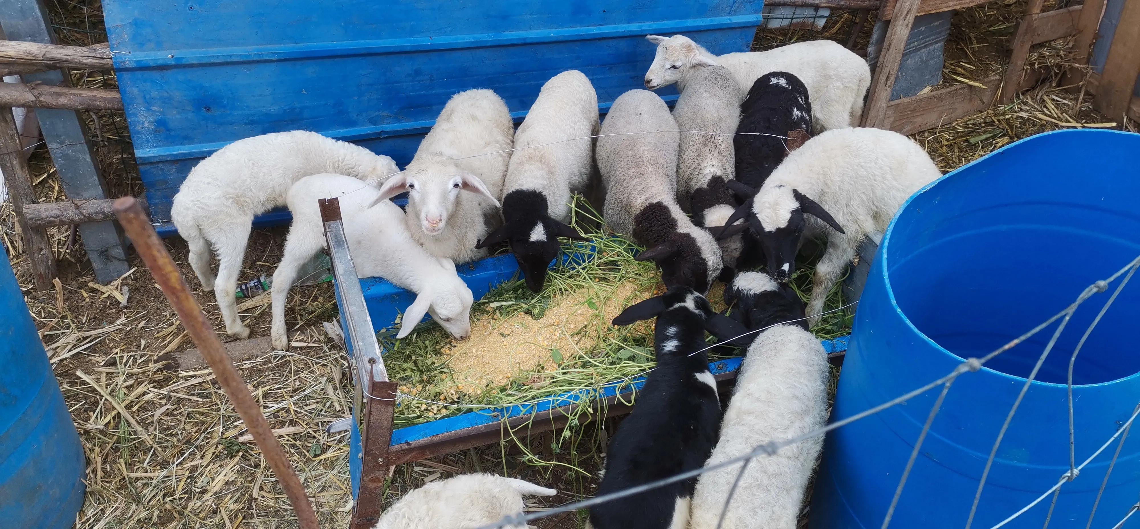 养羊为什么会挣不到钱呢,养羊技术一只羊能卖多少钱