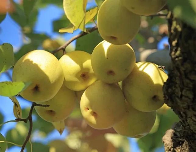 梨树会生的病以及治理方法,梨树斑点落叶病和褐斑病区别