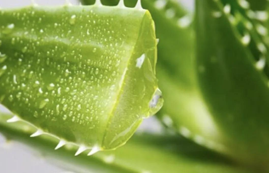 这几种芦荟不仅可以观赏，还能美容，你选对品种了吗？