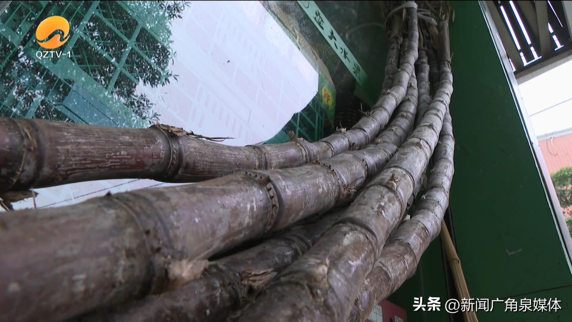 清明甘蔗毒过蛇是什么意思,清明红心甘蔗毒如蛇