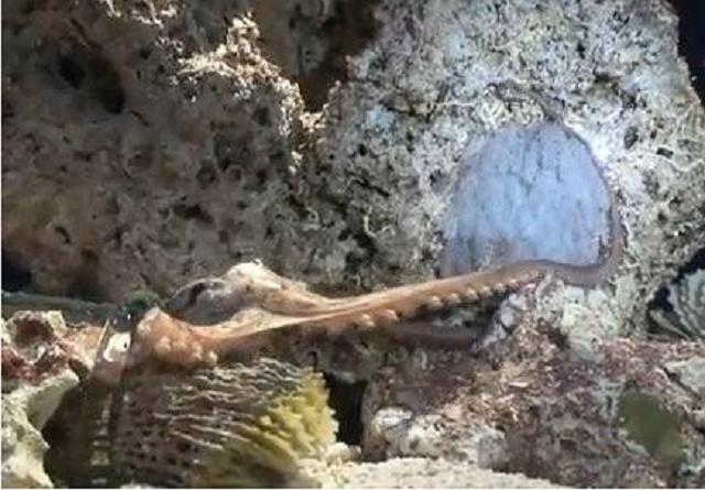 世界上最聪明的人类大脑,人类历史上最聪明的动物