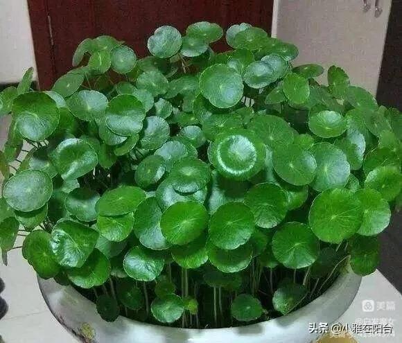 优美抒情散文朗诵,优美抒情散文