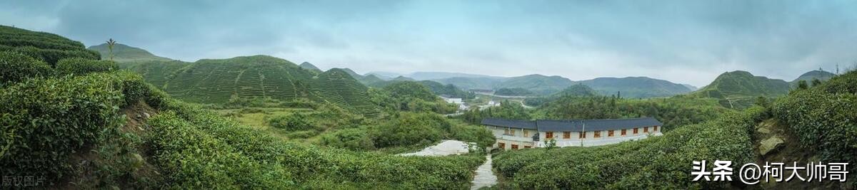 中国茶叶哪个省的茶叶最有名,谁才是茶叶全国第一