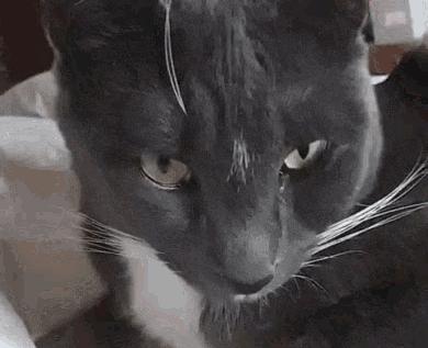 猫咪舔嘴就是嘴馋？答案可没那么简单