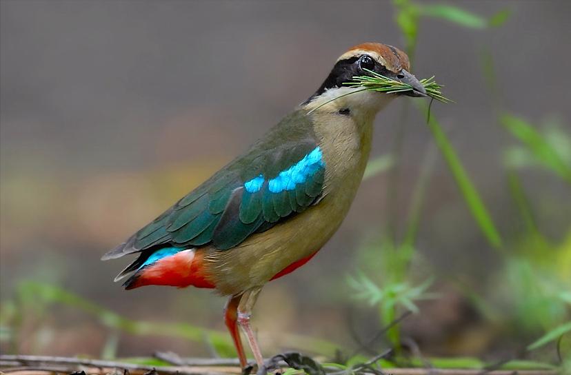 鸟儿大全高清图,高清珍稀鸟动态图片大全