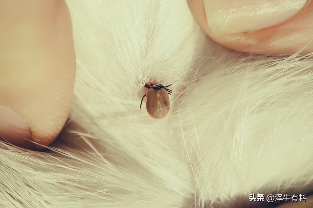 被它叮住会一直吸血还往肉里钻，千万别用手拽，头断到肉里就坏了