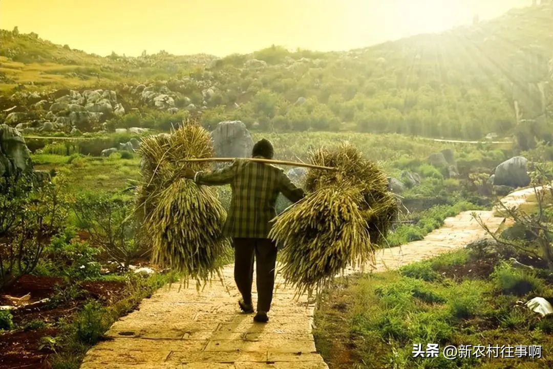 农民未来几年怎么赚钱,当下农民靠什么最赚钱