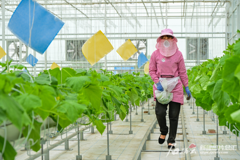 宣城智慧农业种植,科学种植助力现代农业跨越提升