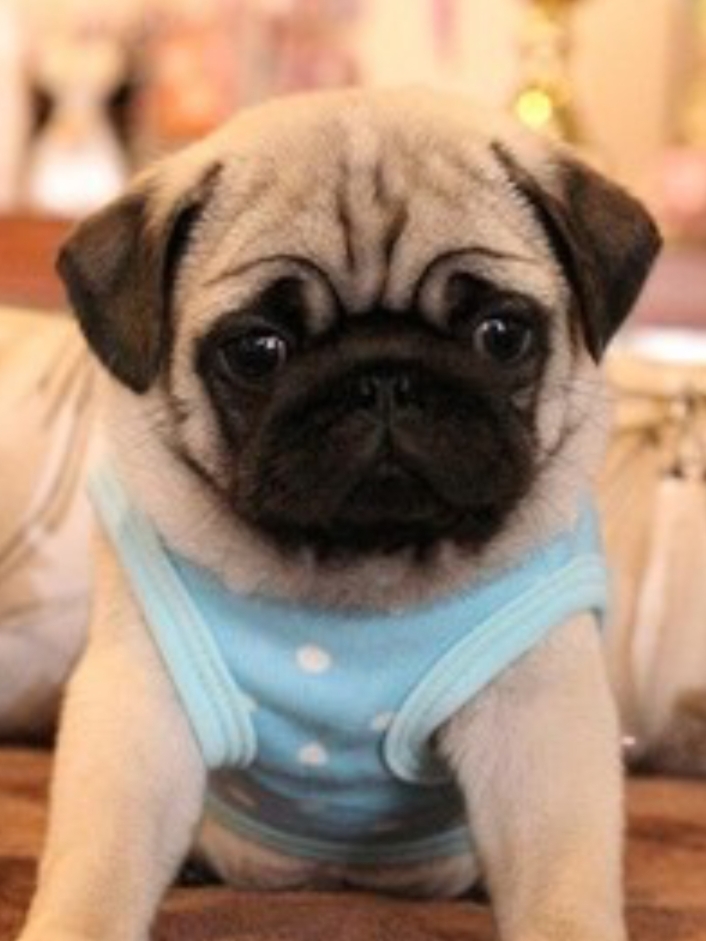 巴哥犬嗓子像有异物咋回事,巴哥犬嗓子咔咔干呕