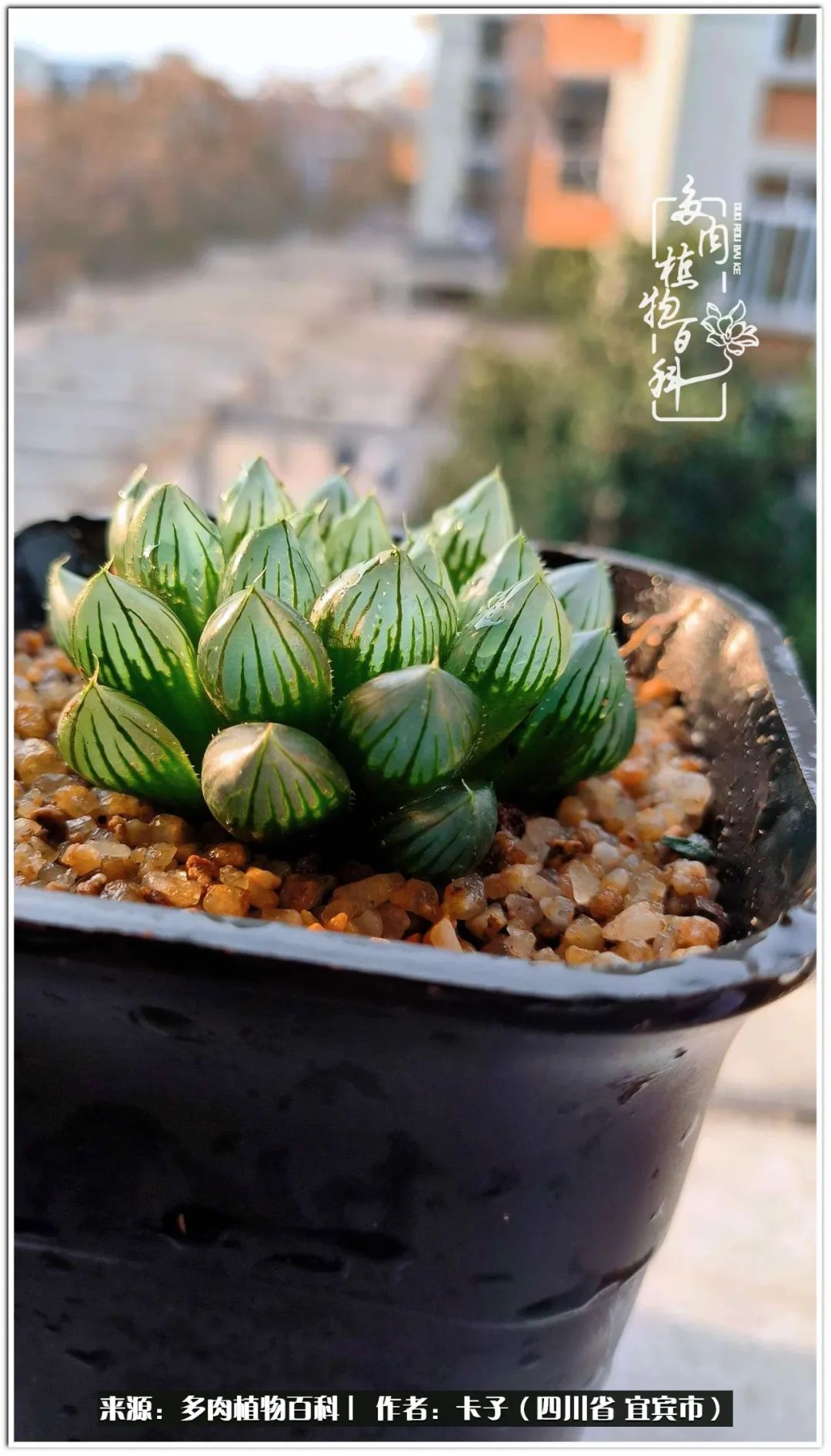 送我一轮明月文案,送我一轮明月