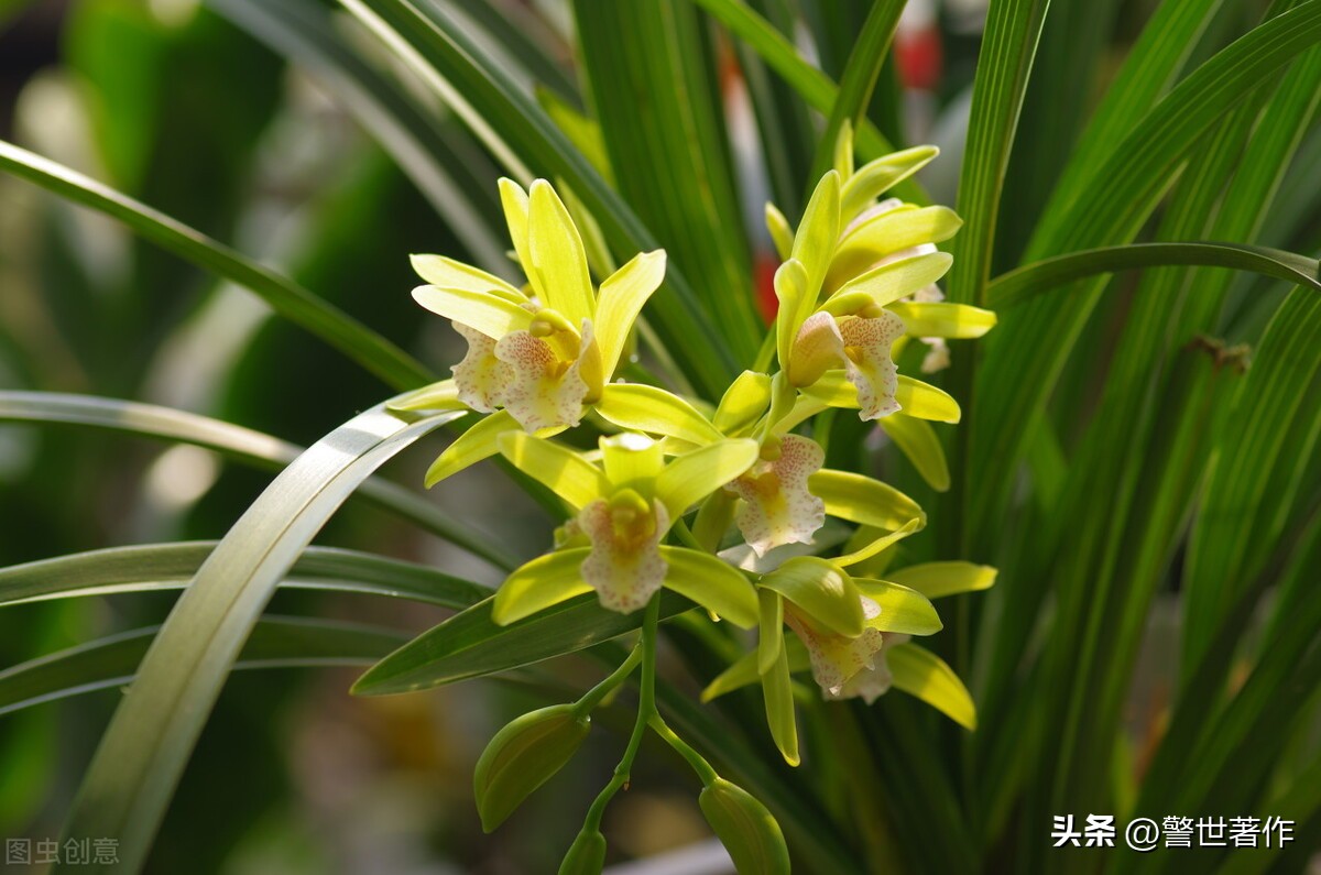 七律诗十首爱国,七律祖国诗
