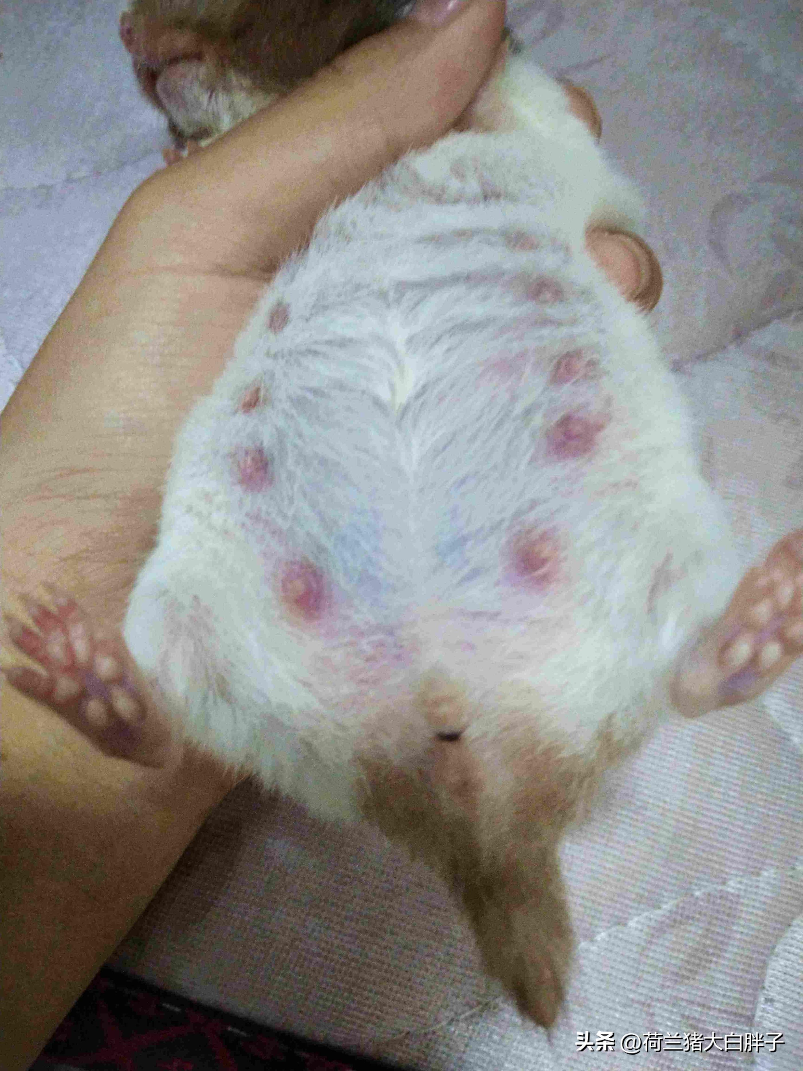 怀孕的仓鼠建议吃什么,母仓鼠怀孕了怎么接生