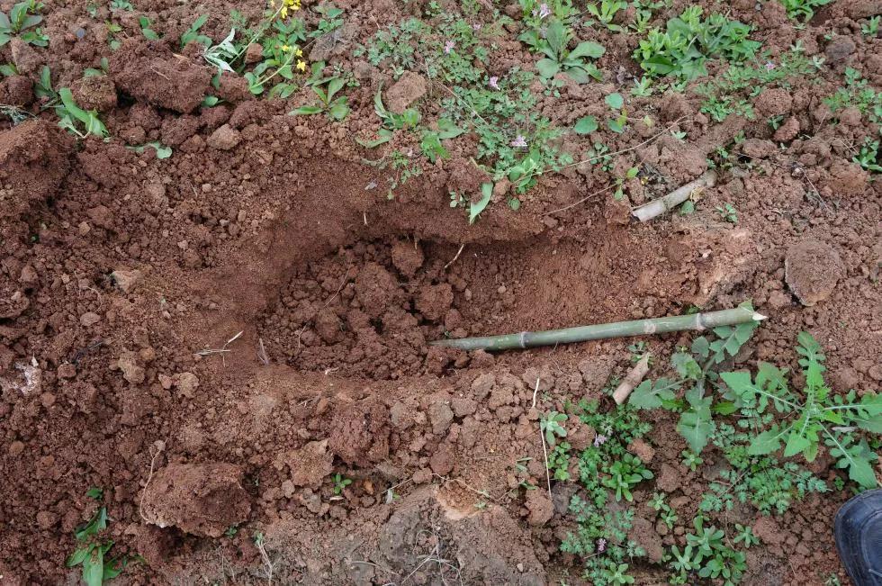 怎样使新移栽的竹子成活率高,这个季节栽竹子怎么栽成活率高