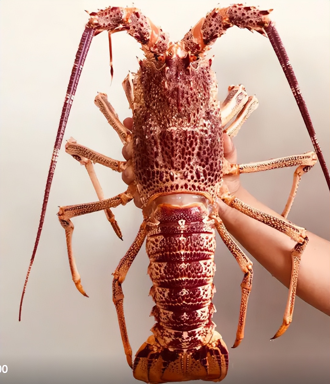 原来龙虾有这么多种你吃过哪些呢,蝲蛄和小龙虾的区别哪个好吃