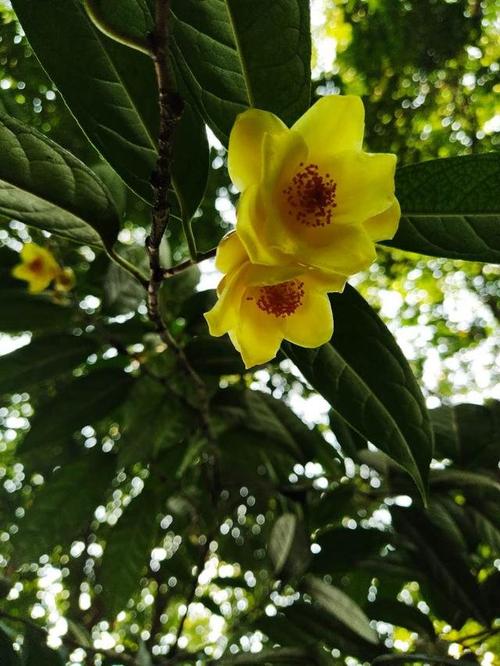 一月山茶花哪个地区最美,赏花山茶花