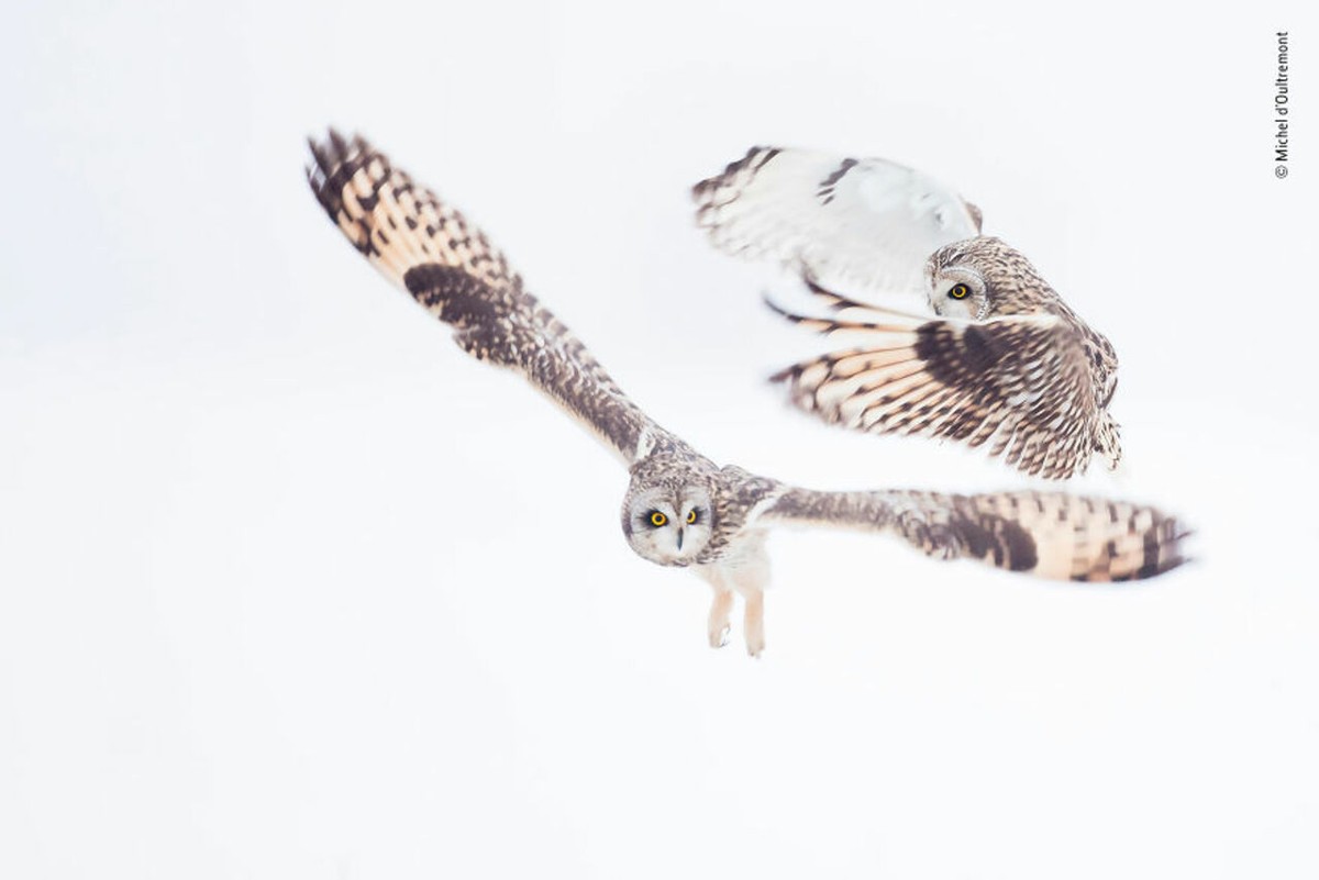 2019年最佳野生动物照片,2022年搞笑野生动物摄影作品