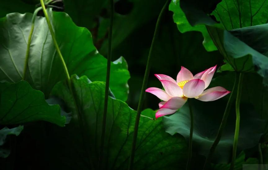 周嗣远|接天碧叶莹如玉，夕照芙蓉万朵花（原创荷之歌25首）