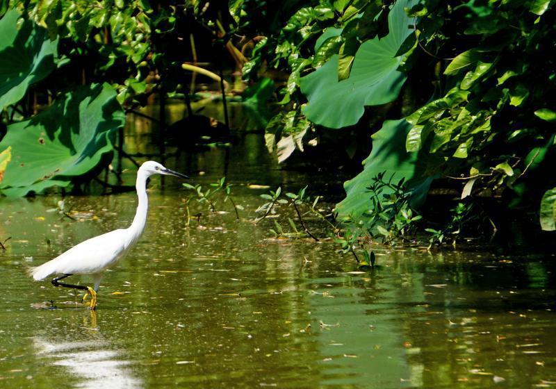 秋天的宛山荡湿地公园,秋天中河湿地公园