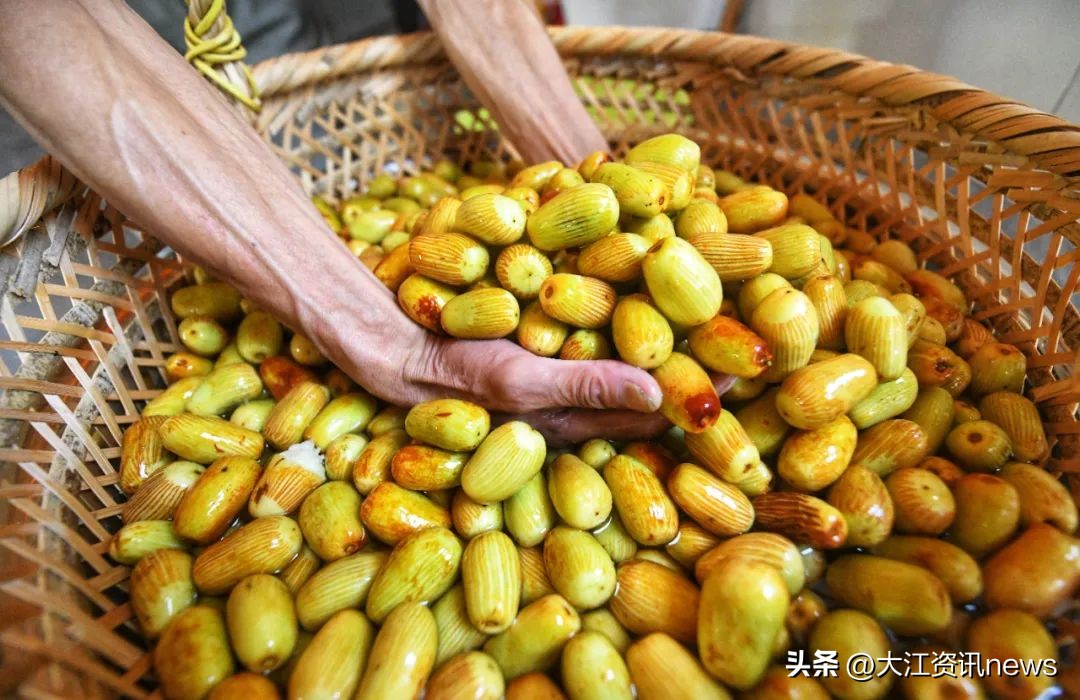 繁昌“贡枣”，涅槃重生