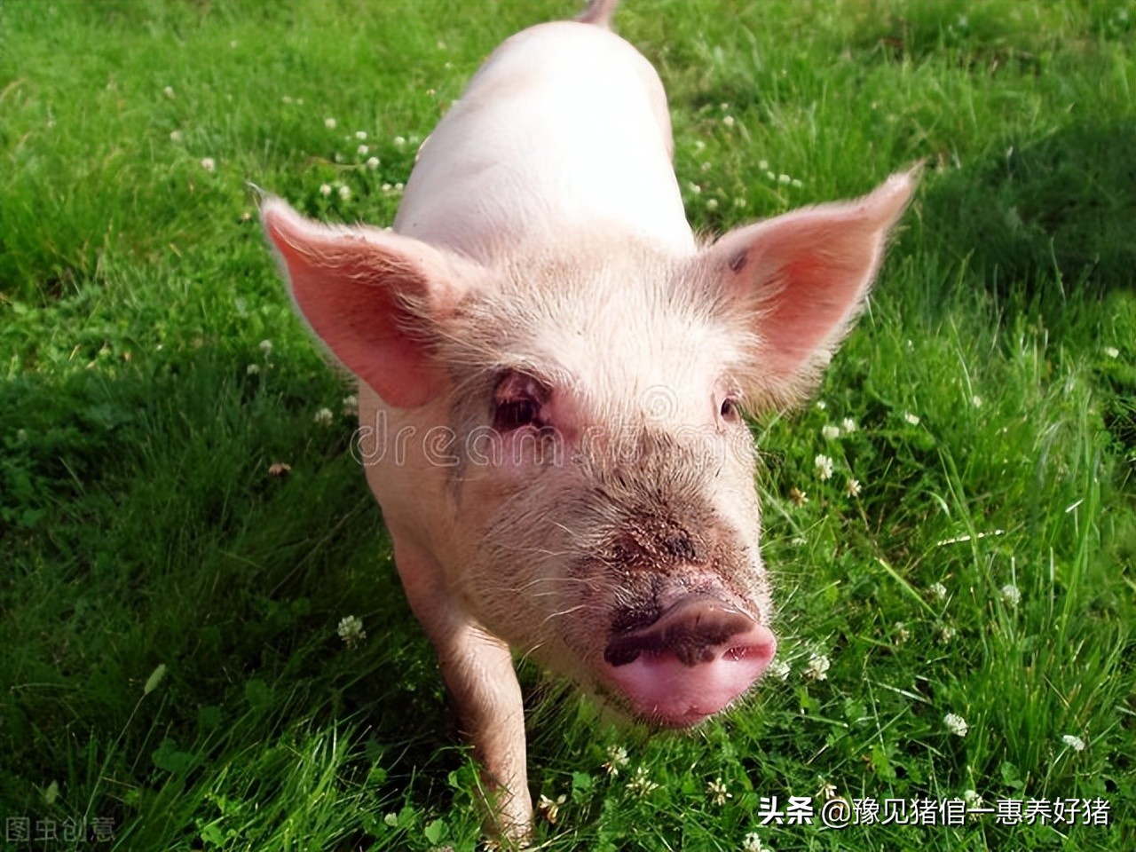运城猪场兽药配伍,猪场兽药最佳配伍