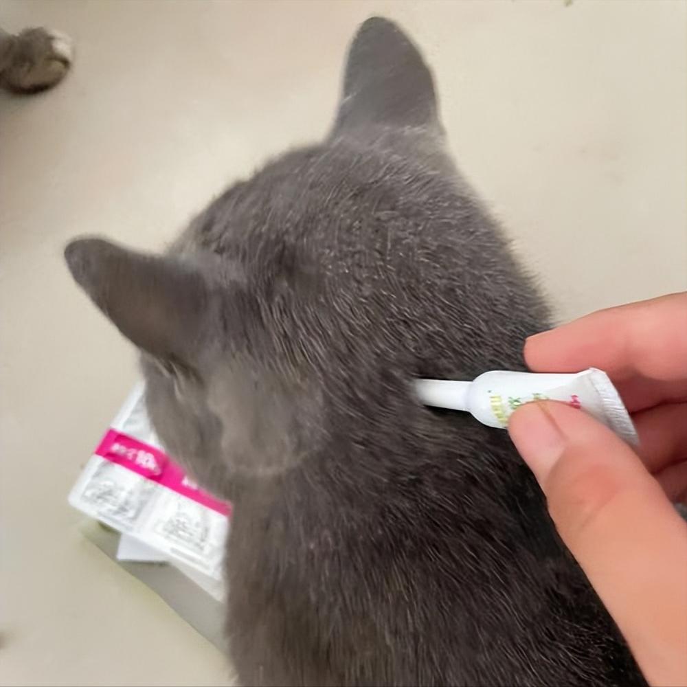 养蓝猫最忌主人什么行为,养蓝猫的7大禁忌