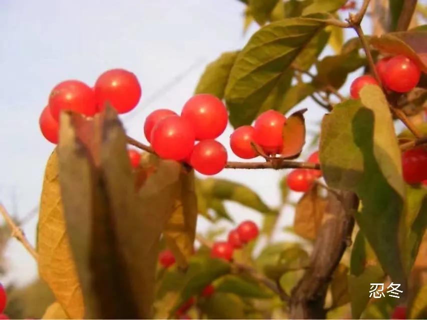 100种花草图片欣赏,50种花草图片大全