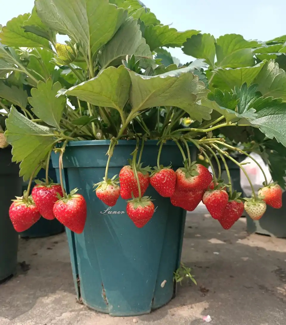 怎样让一颗草莓变成多颗草莓,想让草莓多结果施什么肥