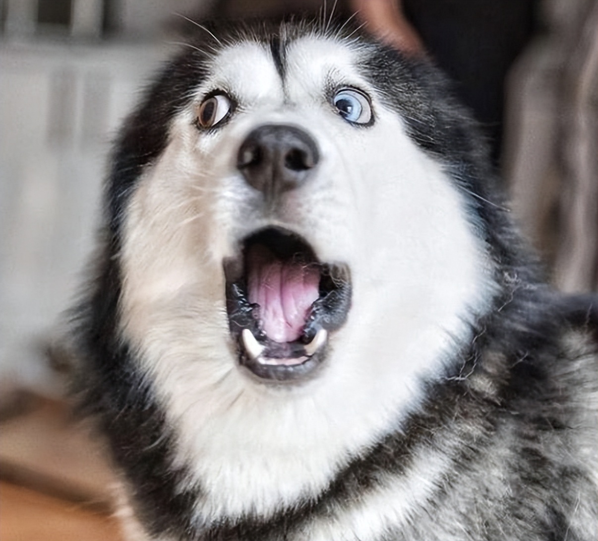 养哈士奇都需要准备什么,养哈士奇要注意的几个点