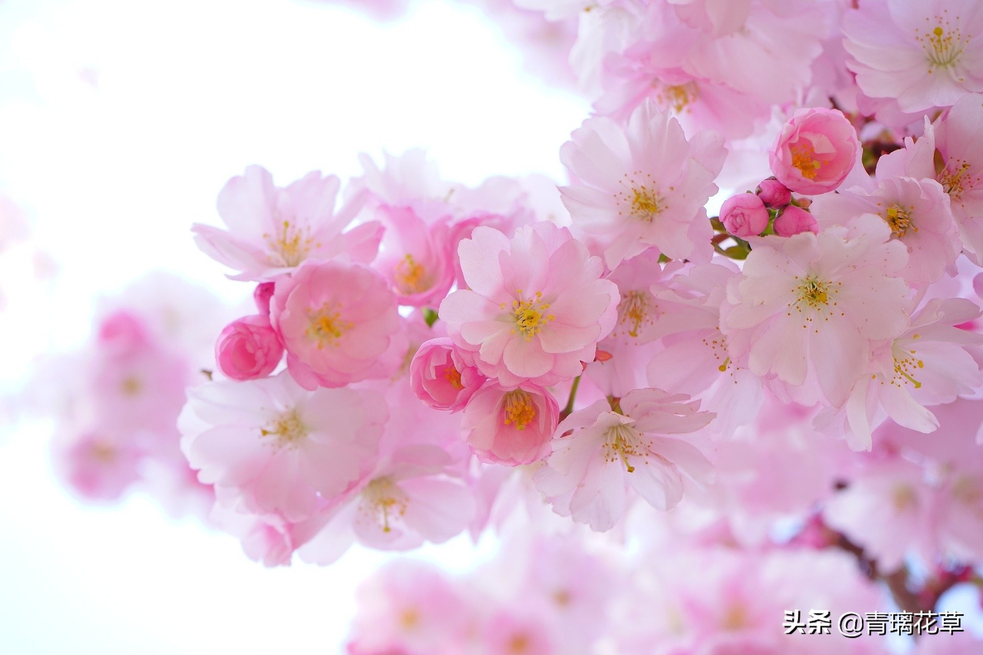 如果有了自己的院子你会种什么,如果有个院子会种什么果树