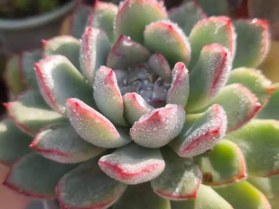 多肉晨露和橙梦露的区别,晨露的多肉名字