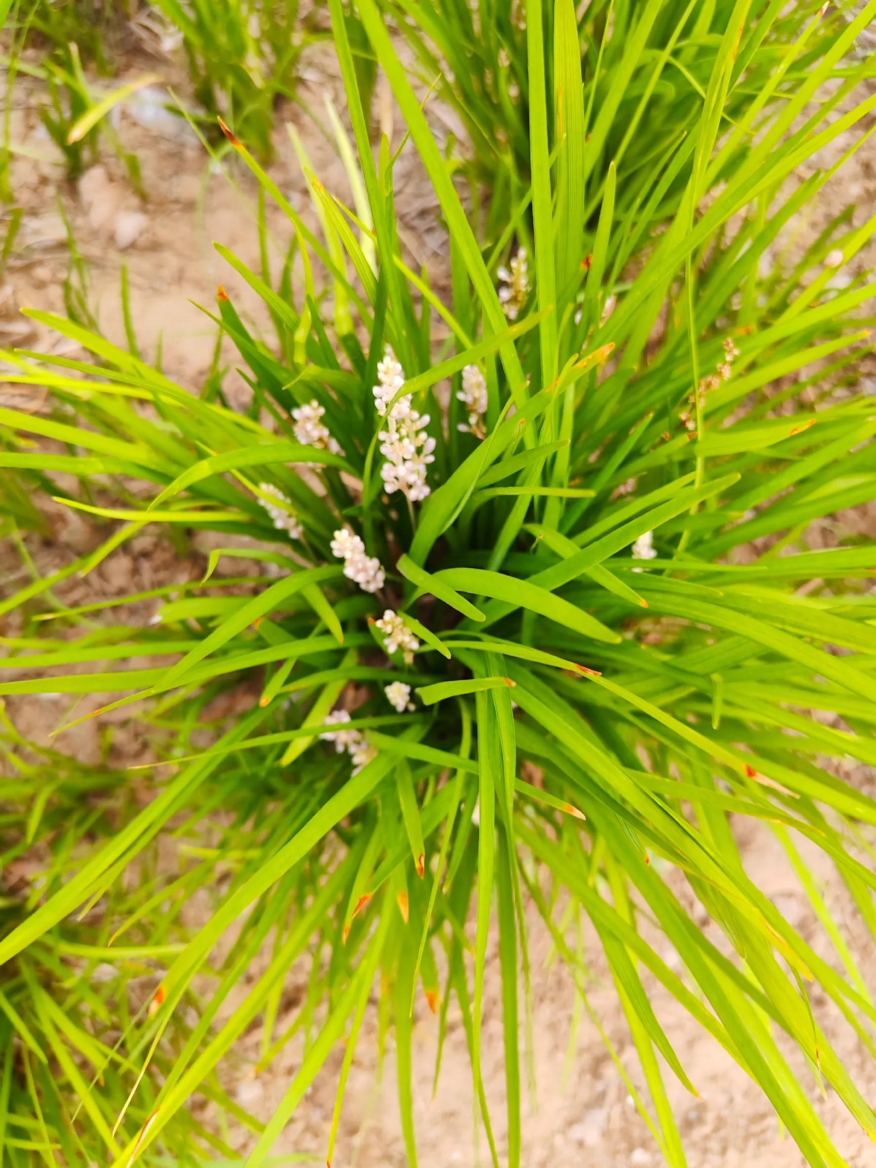 生日快乐图片,生日快乐专用视频