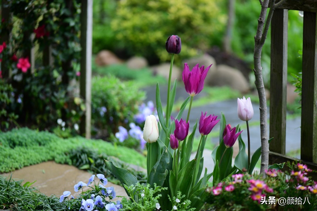 河马花园最耐阴植物,最漂亮的花园里的郁金香