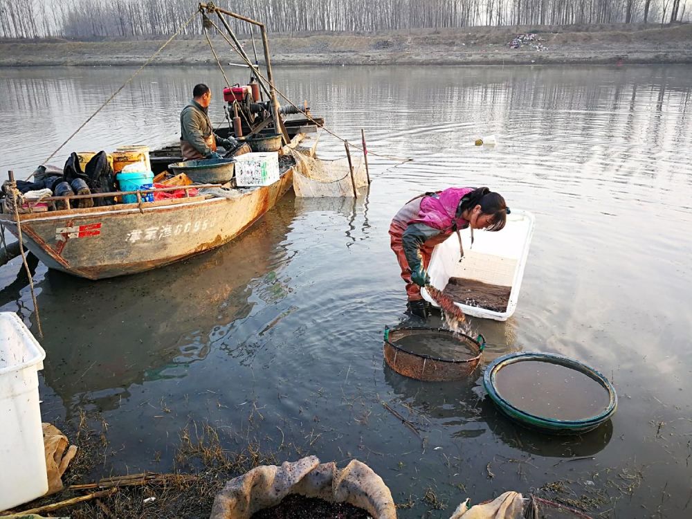 一天能捞100多斤!中国多地出现“捞虫族”,暴利下风险有多大?