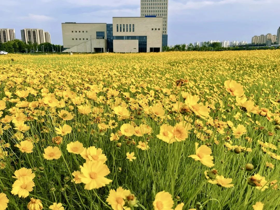 太仓蓝色花海,太仓好看的花海