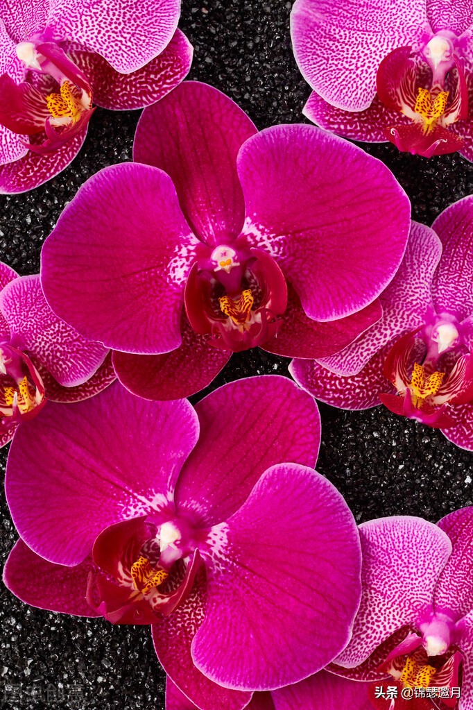 春兰奇蝶花图片,春兰花园美图欣赏