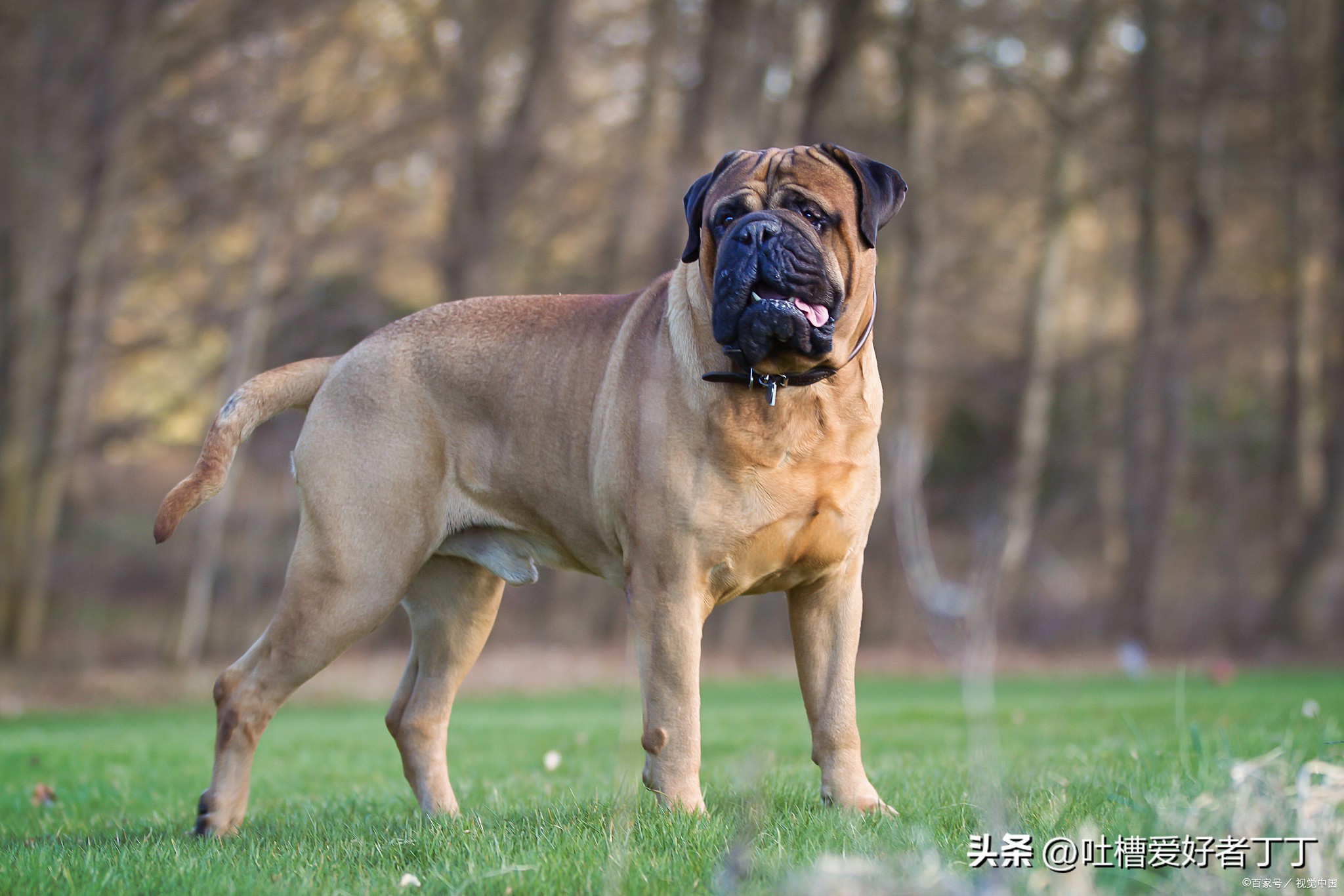 杈圭墽鍜汉琛屼负绾犳鏂规硶,鐙楃嫍鎶ら鍜汉绾犳瑙嗛