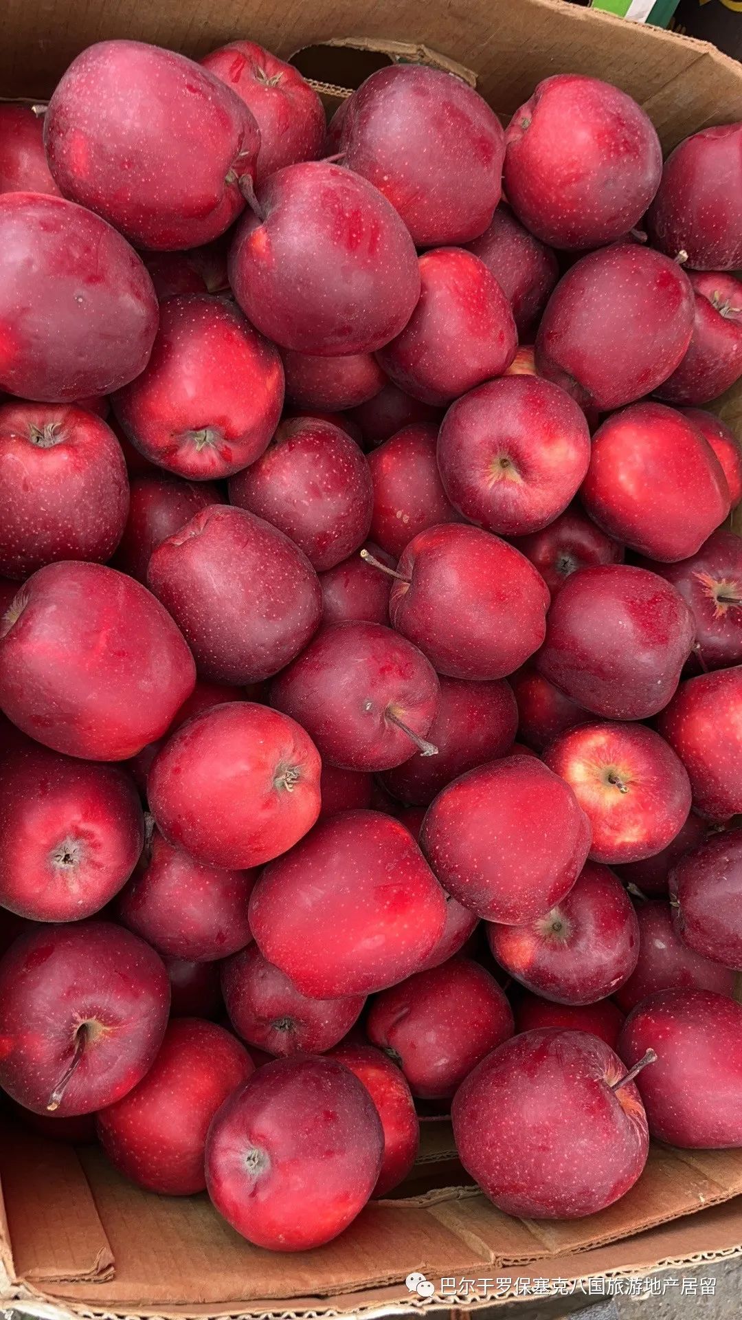 罗马尼亚蔬菜,罗马尼亚大型水果批发市场