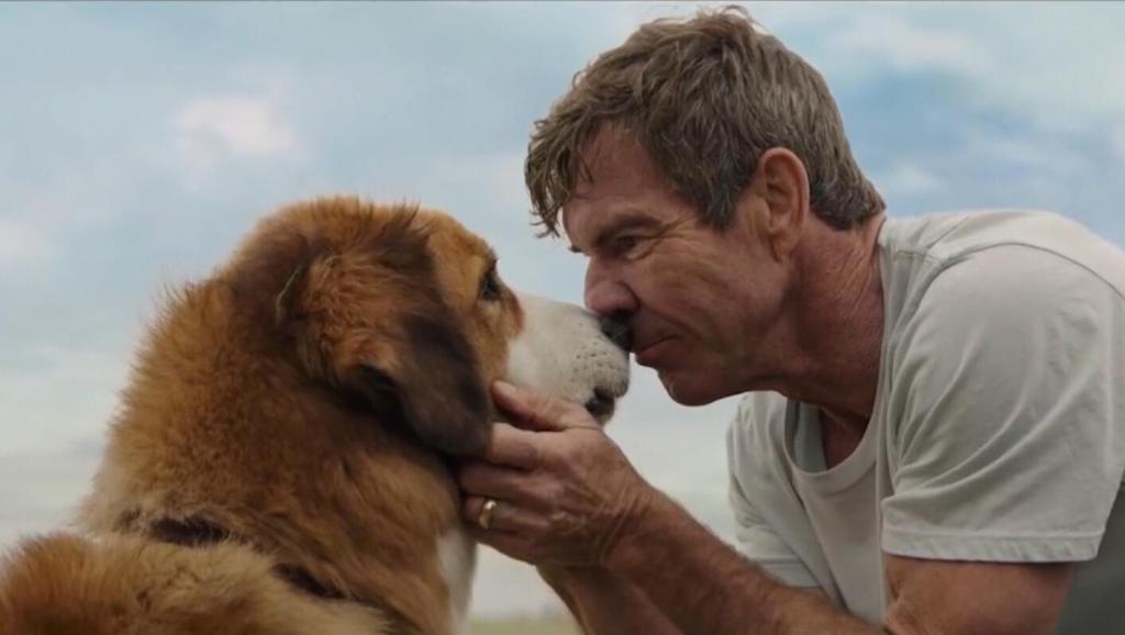 聪明的贝利，表明了动物与人之间的羁绊，表明动物也是有生命的